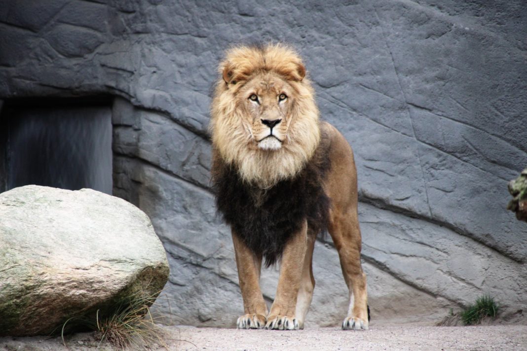 PROTECT AFRICAN LIONS DISNEY CAUSE POUR LES LIONS